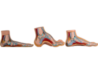 Modèle anatomique normal/plat/arqué For Medical Training de pied
