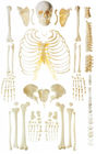 Modèle squelettique humain dispersé d'anatomie d'os pour la démonstration d'os