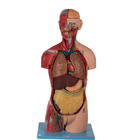 20 parts de modèle anatomique With Inner Organs de torse asexué