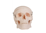 Modèle humain For Colleges Training d'anatomie de crâne adulte réaliste
