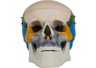Modèle adulte de coloration School Training d'os de crâne de PVC d'anatomie