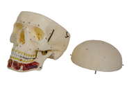 Modèle adulte de crâne avec le nerf et artère pour la formation de Faculté de Médecine