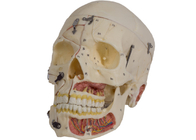 Modèle With Nervi Vascularis d'anatomie de crâne de couleur de la peau de PVC