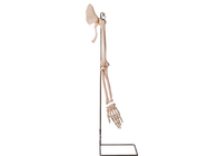 OIN humaine 45001 de modèle d'anatomie d'os de collier de pièces de bras de Realisctic
