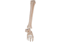 OIN anatomique 45001 de Training Tool de modèle de pied de fil en métal de PVC