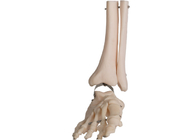 Modèle anatomique Fibula Wire Line de pied humain d'anatomie de PVC d'OIN