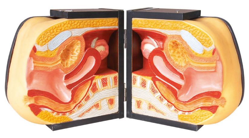 Modèle médical supérieur de pratique en matière de stérilet de mannequins de simulation d'organes génitaux femelles de section