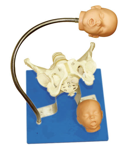 Le bassin gynécologique de simulateur d'approbation de la CE avec le foetus se dirige pour l'outil d'éducation