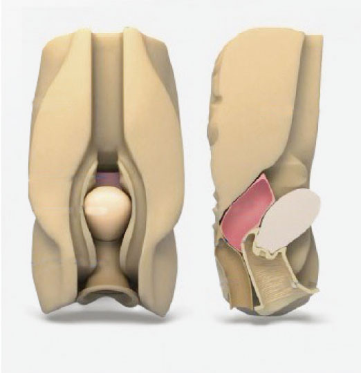 Simulateur Laparoscopic de culdocentesis vaginal abdominal femelle d'organes viscéraux