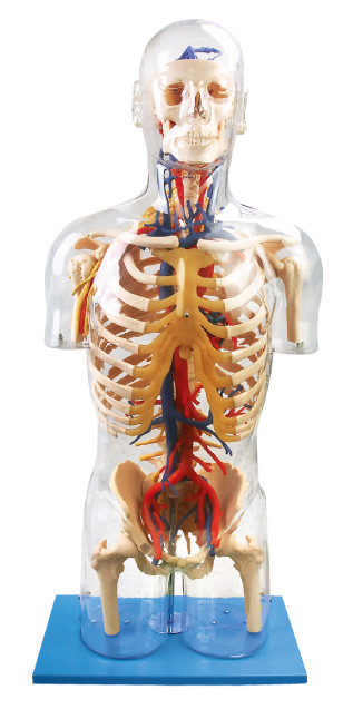 Poupée neurale d'orangs-outan de modèle humain évident interne d'anatomie et vasculaire principale d'éducation