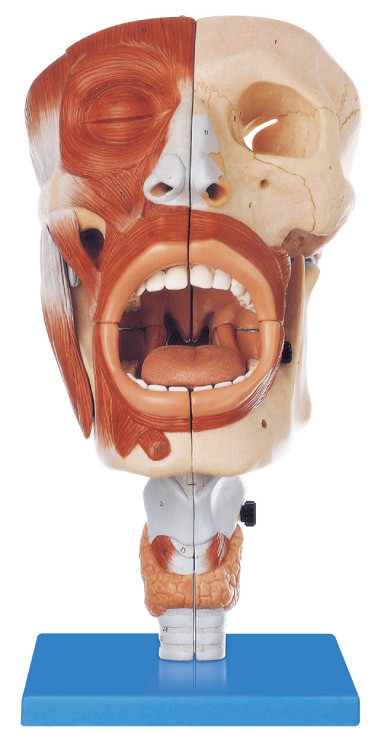 Le modèle humain favorable à l'environnement d'anatomie de PVC nasal, la position 113 orale a montré le modèle de formation