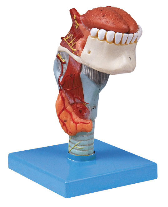 Larynx humain de modèle d'anatomie d'usine d'OIN avec le toungue, modèle d'humain de dents