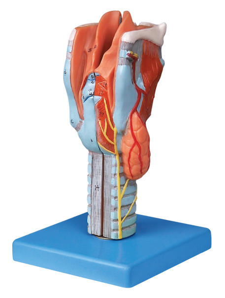 Modèle humain en coupe grandeur nature d'anatomie de larynx pour la formation de collègue