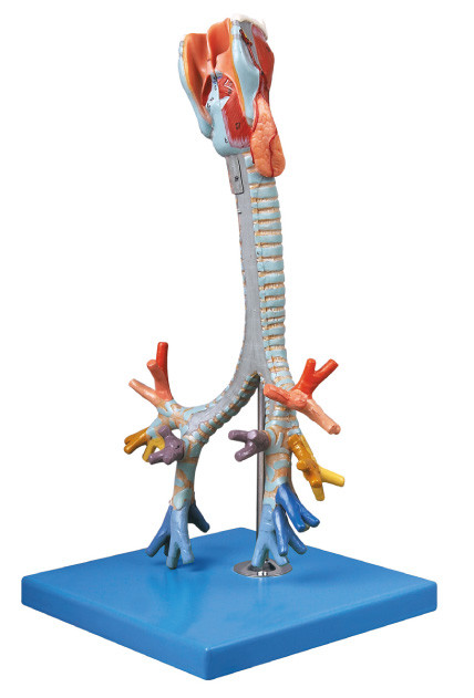 Le CE a approuvé la trachée humaine de modèle d'anatomie de qualité, poupée bronchique de formation