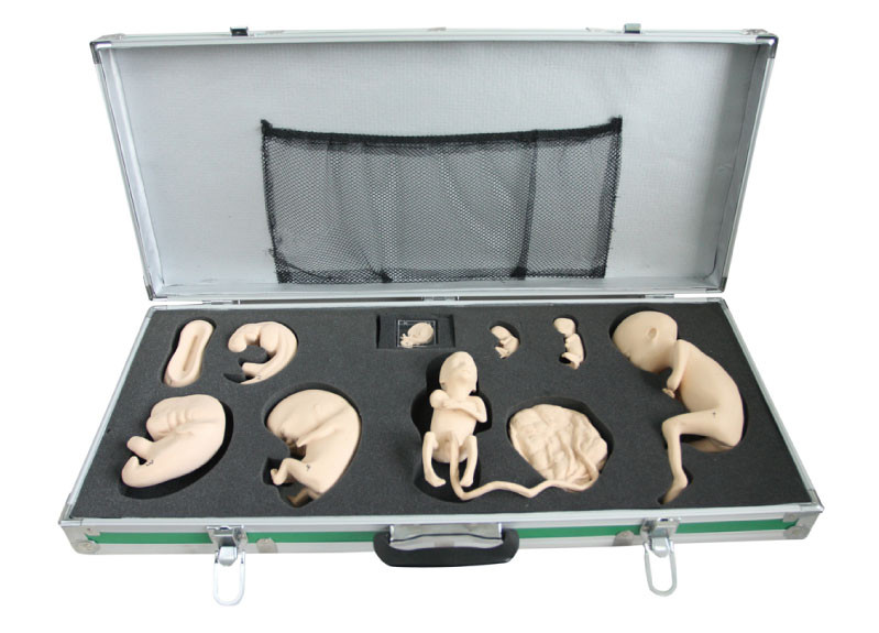 Boîte portative avec le modèle foetal pour l'observation et l'étude du développement embryonnaire