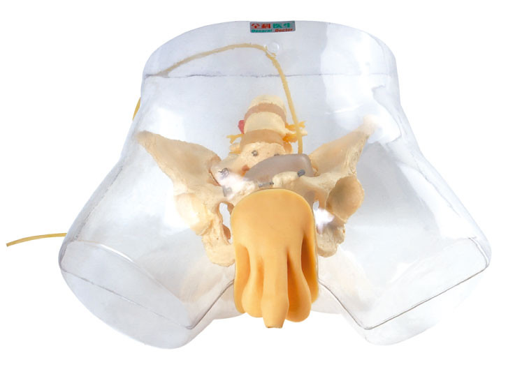 Mannequin modèle médical de soins, simulateur uréthral masculin transparent de cathéterisation