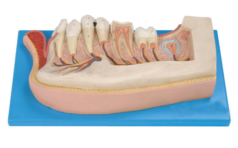 Les dents humaines modèlent, 21 positions sont montrées des dents permanentes mandibulaires au sujet de l'enfant