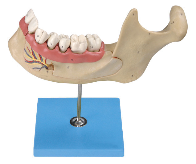 Les dents humaines modèlent, 29 positions sont montrées des dents adultes permanentes mandibulaires agrandies