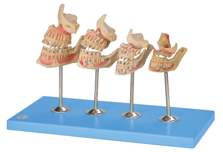 Modèle humain de dents de développement pour des hôpitaux, écoles, formation d'universités