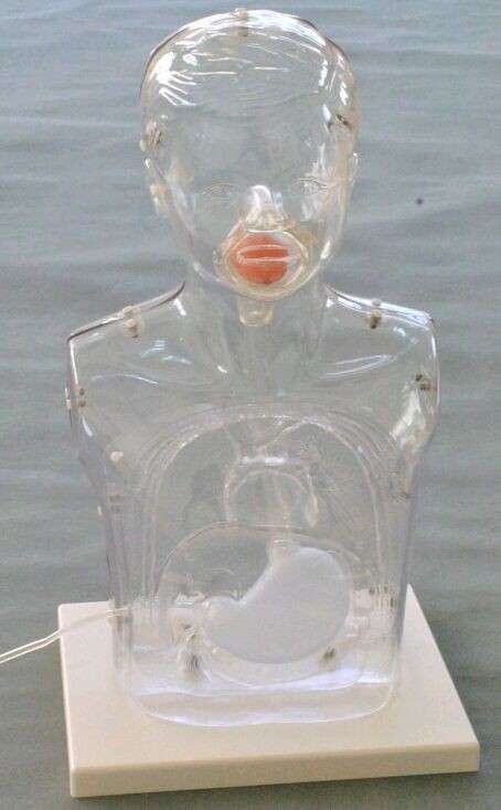 Mannequin transparent de soins d'enfant multifonctionnel pour l'alimentation nasale et le lavage gastrique
