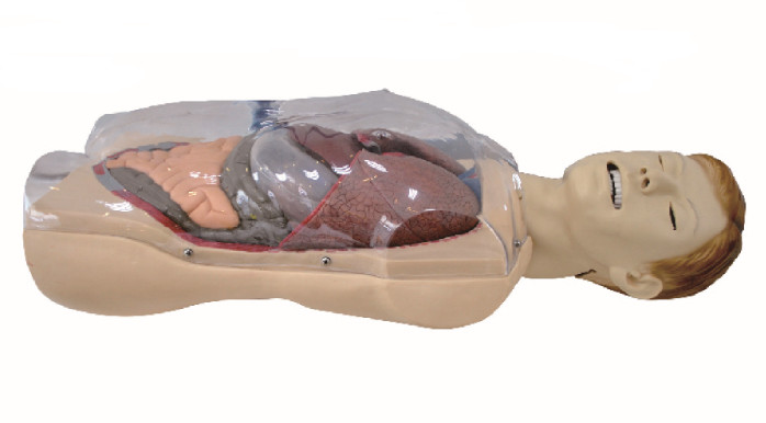 Mannequin de soins de formation de tube de Sengstaken - de Blakemore, formation de simulation de soins de santé