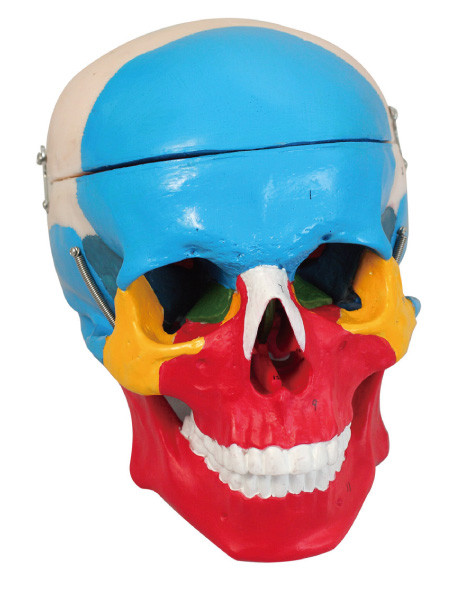 Le model humain 2 d'anatomie de séparation colorée de crâne partie la poupée de formation