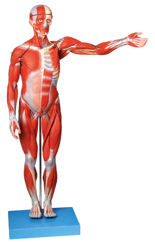 Muscles du model humain masculin d'anatomie ligments d'expositions de 18 parts