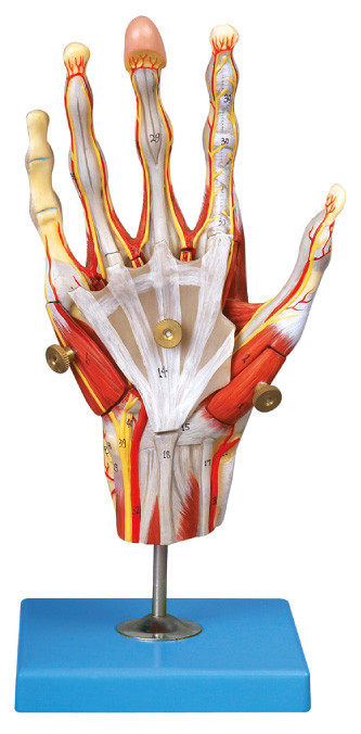 Les muscles de l'anatomie humaine de main modèlent avec l'affichage principal de navires et de position des nerfs 42