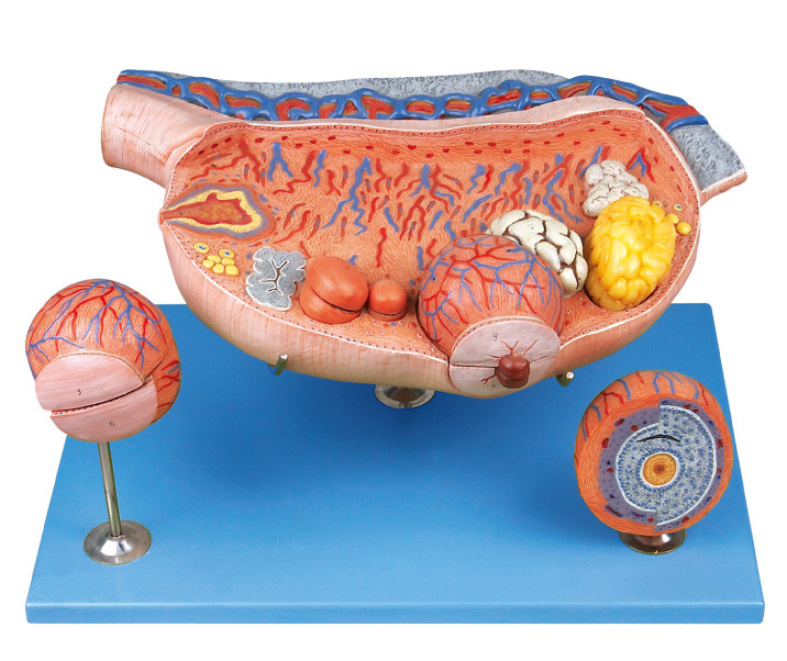 8 parts d'ovaire de modèle humain agrandi d'anatomie montre les follicules ovariennes, ovium, ovulation, ovule
