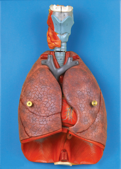 Organes intérieurs larynx, coeur, outil humain d'éducation de modèle d'anatomie de poumon