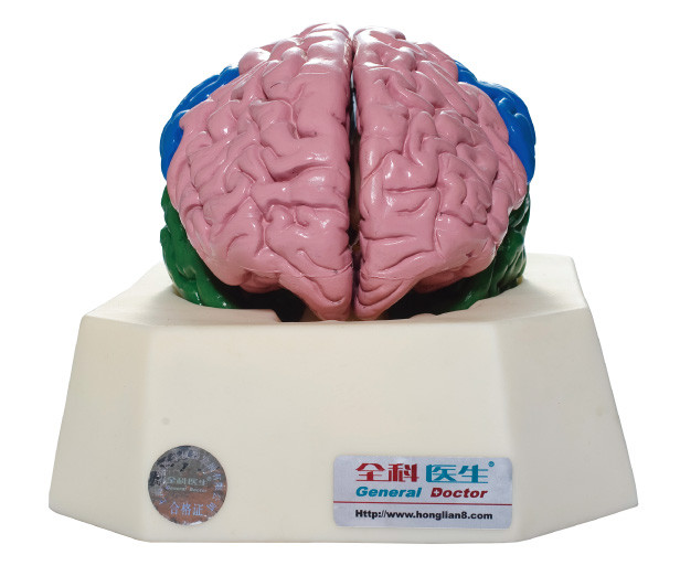 Simulateur d'Anatomyical de lobe de cerveau pour des hôpitaux, formation d'anatomie d'écoles