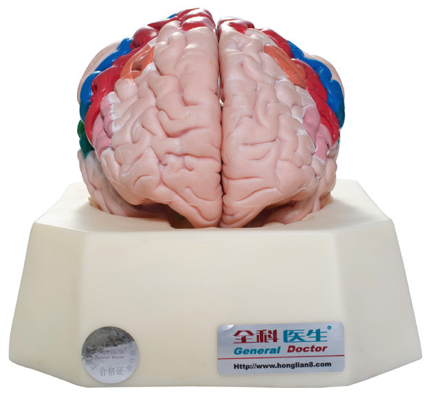Zones fonctionnelles de modèle humain d'anatomie de cortex cérébral pour des hôpitaux, formation d'écoles