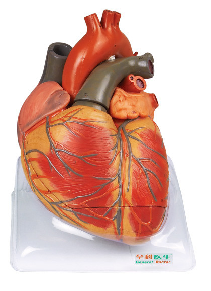 Modèle humain d'anatomie de modèle adulte de grande taille de coeur pour la formation soignante de shool