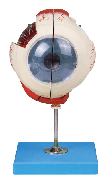 Deux parts regardent la structure d'oeil de démonstration de modèle d'oeil d'anatomie