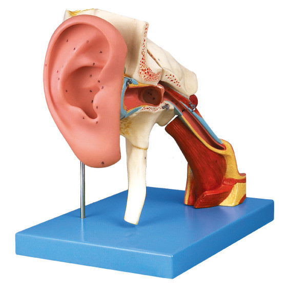 Modèle humain agrandi d'anatomie d'oreille avec des pairs démontables pour la formation de shool