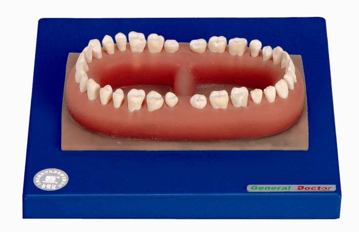 Modèle humain avancé de dents de PVC d'un adulte fait pour la formation anatomique