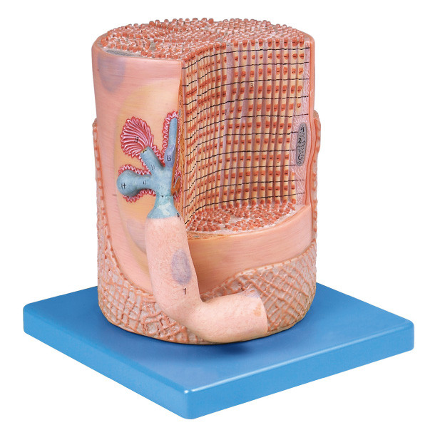 Fibre musculaire de muscle squelettique de système nerveux avec le modèle humain d'anatomie de plaque d'extrémité de moteur pour l'éducation médicale