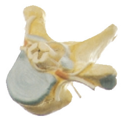 Vertrebra thoracique avec le modèle humain d'anatomie de moelle épinière dans la section transversale pour le simulateur médical