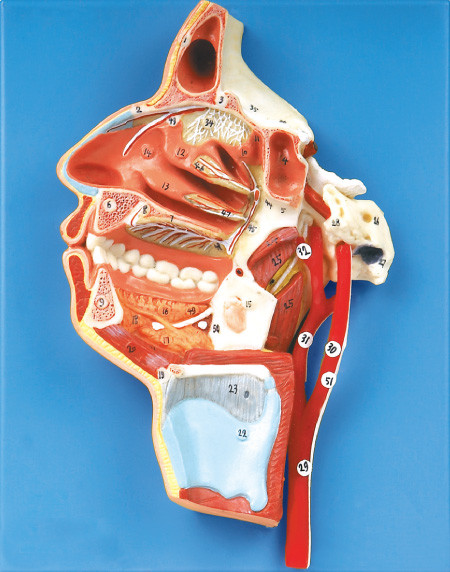 51 positions montrent la bouche, le nez, le pharynx et le larynx avec des navires et des nerfs