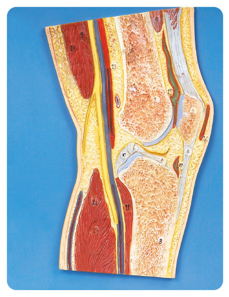 Poupée humaine d'éducation de modèle d'anatomie de section d'articulation de genou pour l'école, hôpital
