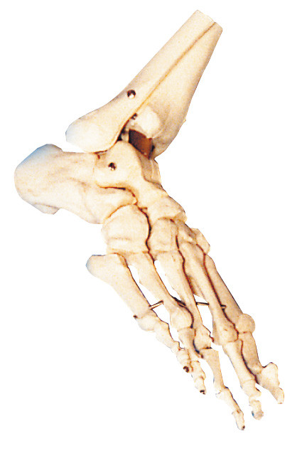Formation anatomique humaine de modèle de pied d'OIN/CE/GV pour l'école et l'hôpital