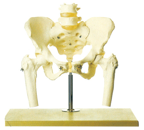 Bassin avec la colonne lombaire et le stander modèle squelettique humain principal fémoral