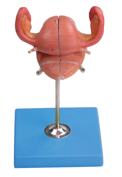 Modèle d'utérus avec la vessie et section sagittale vaginale pour la formation