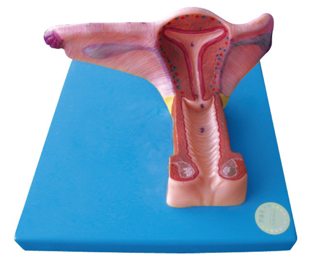 Le modèle génital intérieur femelle d'organe humain avec 19 positions sont montrés pour la formation
