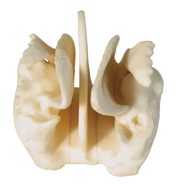 Modèle humain amplifié d'anatomie d'os ethmoïde pour la formation de centre médical