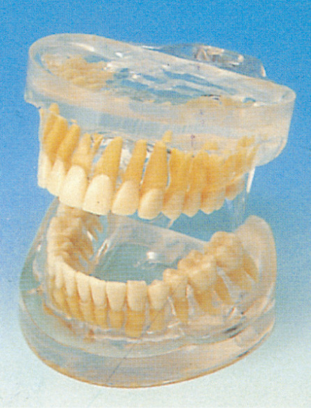 Modèle humain adulte transparent de dents pour des hôpitaux, écoles, formation d'universités