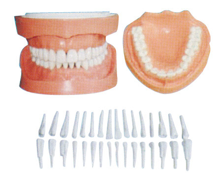 Les dents humaines détachables modèlent avec la racine/modèles dentaires d'enseignement aux patients