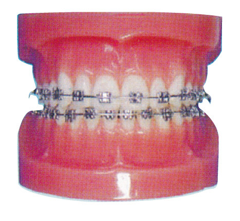 Modèle humain orthodontique de dents pour des hôpitaux et la formation dentaire d'hôpital