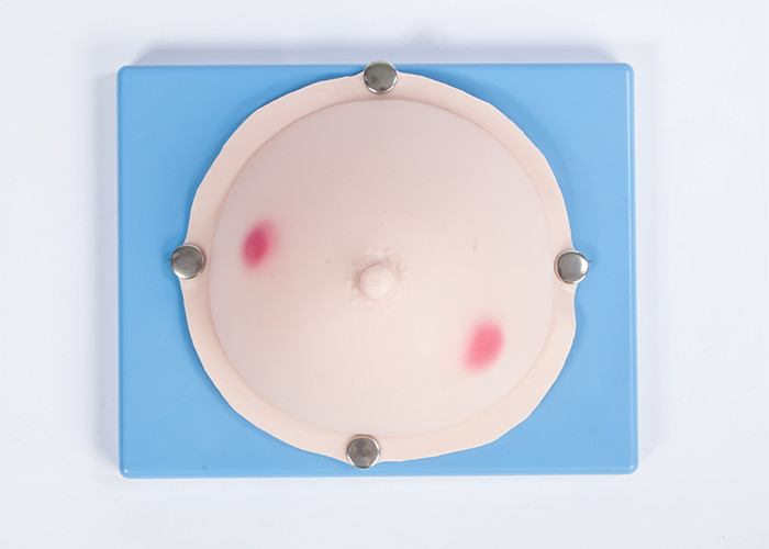 Femmes mammaires/CE gynécologique de simulateur d'examen abcès de sein/GV