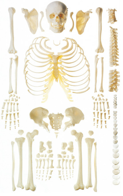 Modèle squelettique humain dispersé d'anatomie d'os pour la démonstration d'os
